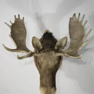 Shiras Moose Taxidermy. O-116M