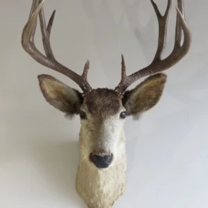 Mule Deer Shoulder Mount DM-116