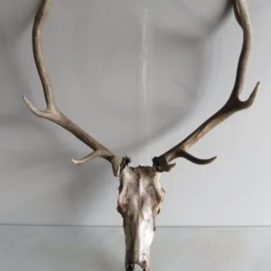 Elk European Mount E-105E
