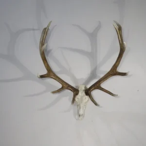 Large Utah Elk European Mount. E-130E