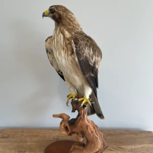 Booted Taxidermy Eagle