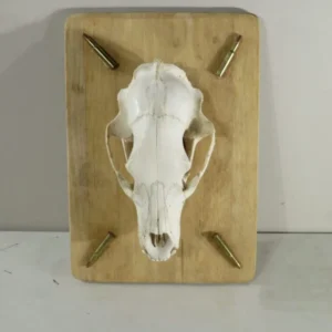 Black Bear European Mount On Plaque With Ammo. B-118E