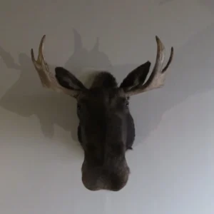 Bull Moose Taxidermy Mount. OM-101