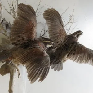 BobWhite Quail (2) Life Size Mount On Wood T-106Q