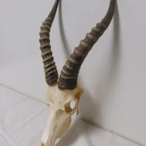 Blesbok European Mount X-105I