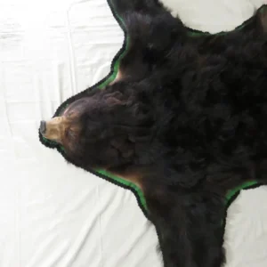 Alaska Black Bear Taxidermy Rug. B-114B