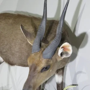 African Bushbuck Life Size Mount. X-121BU