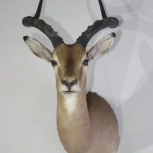 African Impala Taxidermy. X-132IM