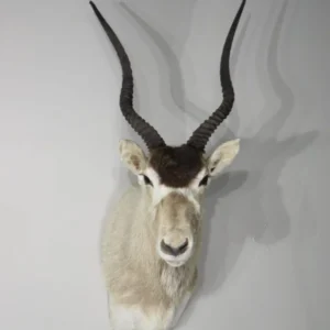 Addax Shoulder Mount. X-140AD