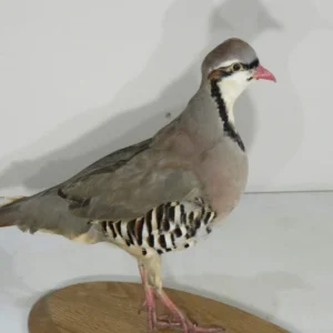Chukar Mount On Wood Plaque. T-123CH