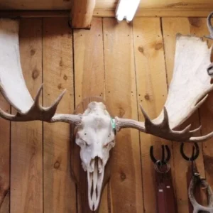 Moose Skull 53”