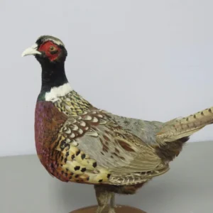 Ringneck Pheasant taxidermy. T-118PH