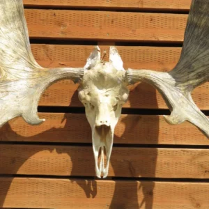 Shiras Moose European Mount. O-119MS