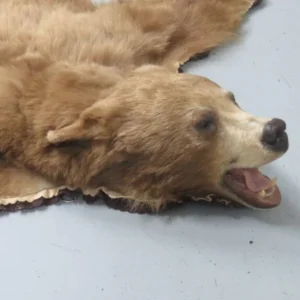 Black Bear Taxidermy Rug. B-149R