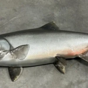 King (Chinook) Salmon Taxidermy. F-111KS