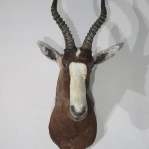 African Blesbok Shoulder. X-135BL
