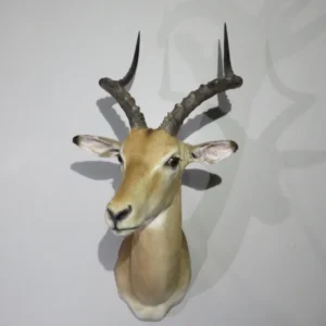 African Impala Shoulder Mount. X-116I