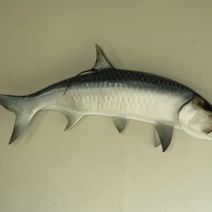 Atlantic Tarpon 62″ Taxidermy Fish. F-107TA