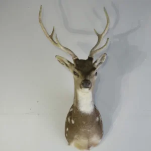 Axis Deer Taxidermy Mount X-156AX