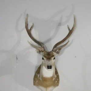 Axis Deer Taxidermy. X-157AX