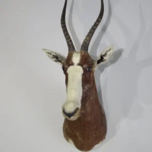 African Blesbok Taxidermy Mount. X-131BB