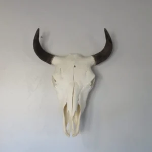 Bison Skull Taxidermy. O-121BI