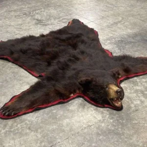 Black Bear Taxidermy Rug. B-147R