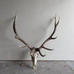 Elk European Mount E-103E