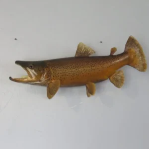 Brown Trout Real Skin Fish Mount. F-105BR