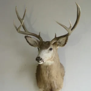 Great sized Mule Deer Taxidermy. M-146S