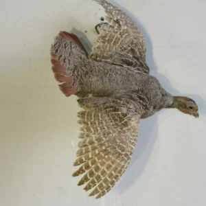 Flying Hungarian Partridge Taxidermy. T-116HU