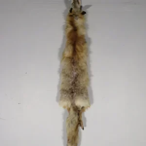 Fox Taxidermy Skin. P-114CF