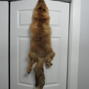Red Fox tanned Skin. P-120RF