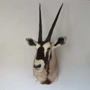 African Gemsbok. X-158OR