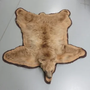 Bear Skin Taxidermy Rug. B-124R