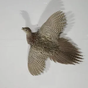 Pheasant Life-Sized Hen In Flight Taxidermy. T-111P