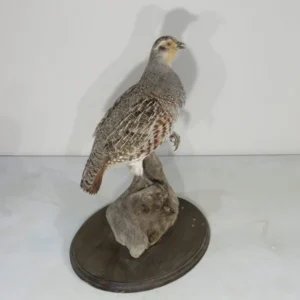 Hungarian Partridge Taxidermy. T-121HU