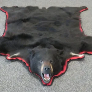 Black Bear Skin Rug. B-142R
