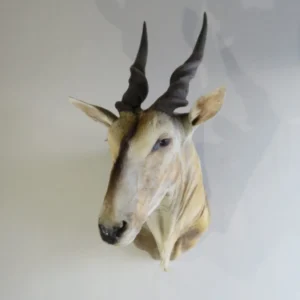 African Eland Shoulder Mount. X-117E