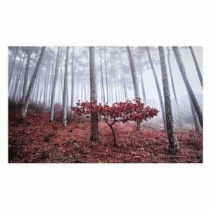 Misty Forest Canvas Wall Art, 60x35