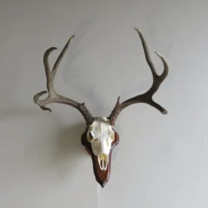 Mule Deer European Mount on Plaque ME-132