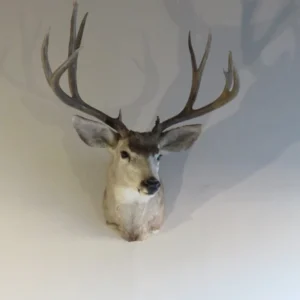Mule Deer Shoulder Mount. DM-115