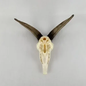Mouflon European Mount. X-137MO