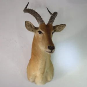African Puku Taxidermy. X-132PU