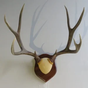 Mule Deer Rack on Wood Plaque M-131R