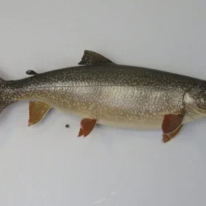 Lake Trout Taxidermy. F-112LT