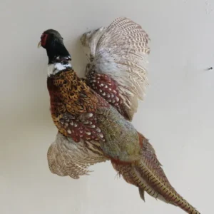 Pheasant Life Size Taxidermy Mount T-105P