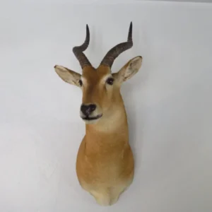 African Puku Taxidermy Mount. X-133PU