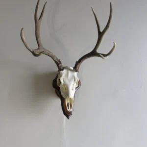 Mule Deer European Mount on Plaque M-133E