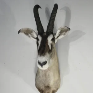 African Roan Taxidermy Trophy. X-163RO